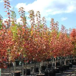 Клен Фримана Мармо (Marmo)