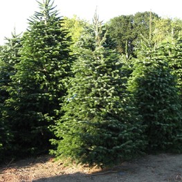 Пихта Нордмана (Кавказская)