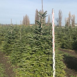 Пихта Нордмана (Кавказская)