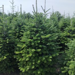 Пихта Нордмана (Кавказская)