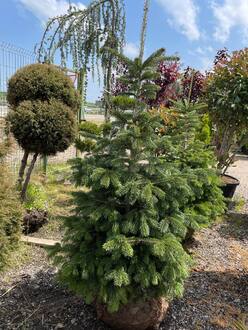 Пихта Нордмана (Кавказская)