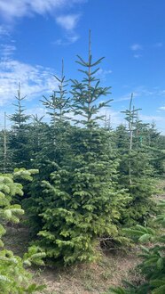 Пихта Нордмана (Кавказская)