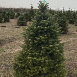 Пихта Нордмана (Кавказская)