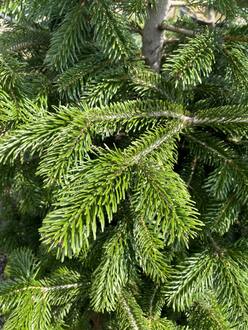 Пихта Нордмана (Кавказская)