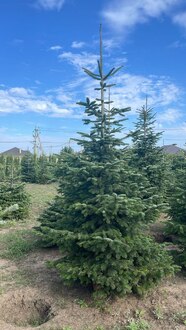 Пихта Нордмана (Кавказская)