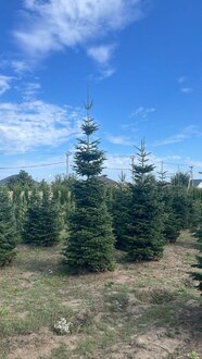 Пихта Нордмана (Кавказская)