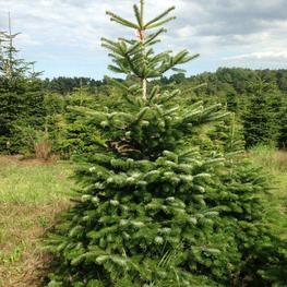 Пихта Нордмана (Кавказская)