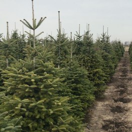 Пихта Нордмана (Кавказская)