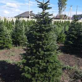 Пихта Нордмана (Кавказская)