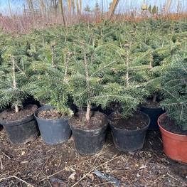 Пихта Нордмана (Кавказская)