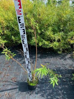 Ива сахалинская Голден Саншайн (Golden Sunshine)