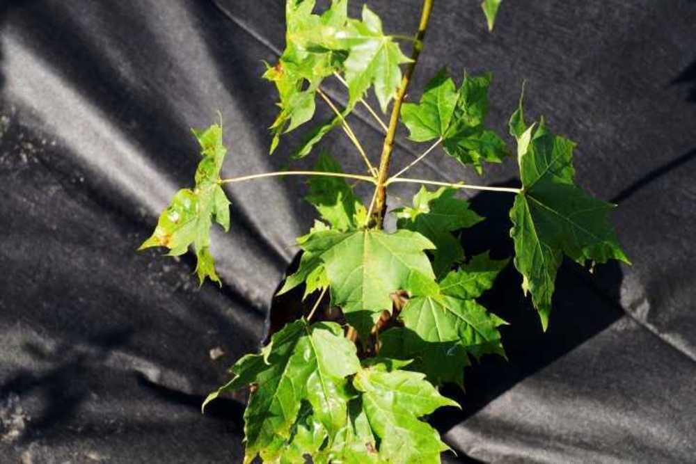 Клен красный Карпик (Karpick)