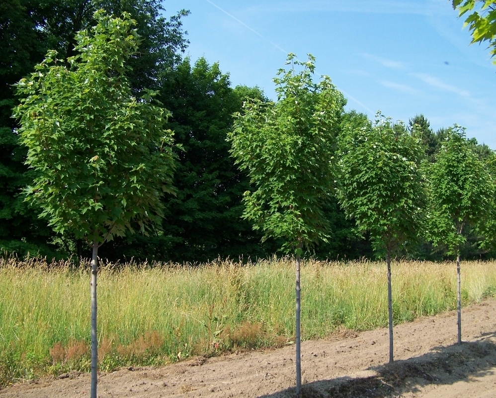 Клен красный Карпик (Karpick)