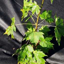 Клен красный Карпик (Karpick)