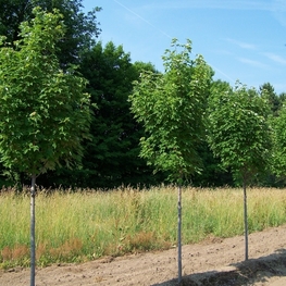 Клен красный Карпик (Karpick)