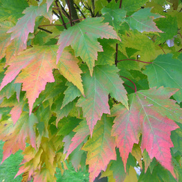 Клен красный Карпик (Karpick)