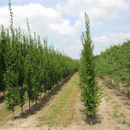 Граб пирамидальный Карпинус бетулус Пирамидалис (Carpinus betulus Pyramidalis)