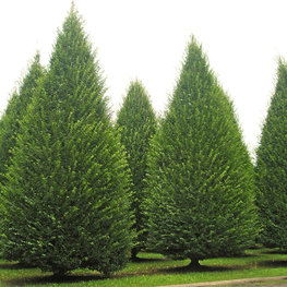 Граб пирамидальный Карпинус бетулус Пирамидалис (Carpinus betulus Pyramidalis)