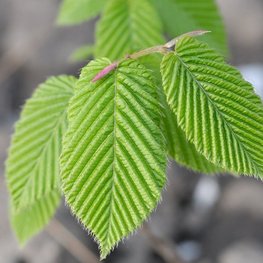 Граб пирамидальный Карпинус бетулус Пирамидалис (Carpinus betulus Pyramidalis)
