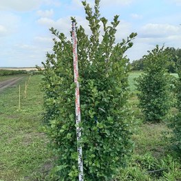 Боярышник сливолистный (Crataegus Prunifolia)