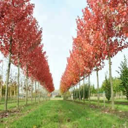Клён красный Эмберс (Embers)