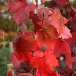 Клён красный Эмберс (Embers)