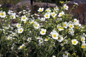 Лапчатка скальная (Potentilla)