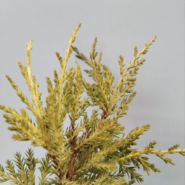 Можжевельник средний Кинг оф Спринг (King of Spring)