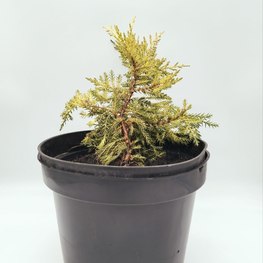 Можжевельник средний Кинг оф Спринг (King of Spring)