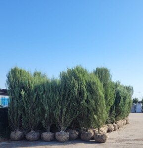 Можжевельник скальный Фишт (Fisht)