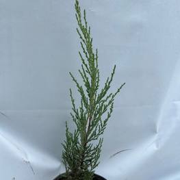 Можжевельник скальный Фишт (Fisht)