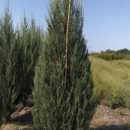 Можжевельник скальный Фишт (Fisht)