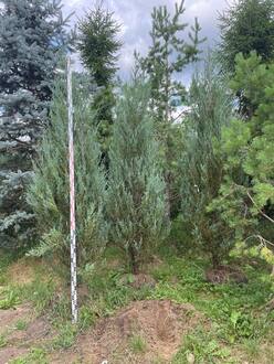 Можжевельник скальный Фишт (Fisht)