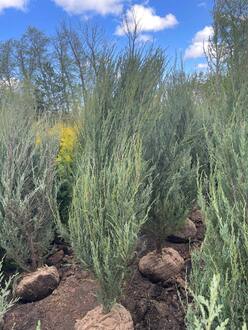 Можжевельник скальный Фишт (Fisht)