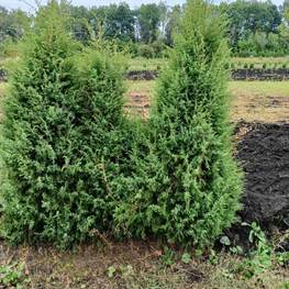 Можжевельник обыкновенный Мейер (Meyer)