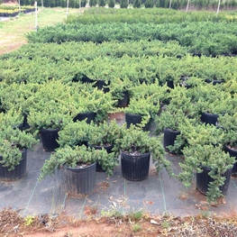 Можжевельник прибрежный Блю Пацифик (Blue Pacific)