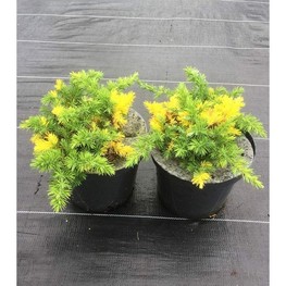 Можжевельник прибрежный Голден Вингс (Golden Wings)