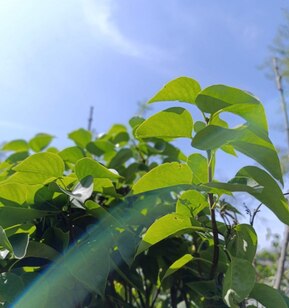 Сирень обыкновенная Бель де Нанси (Belle de Nansy)