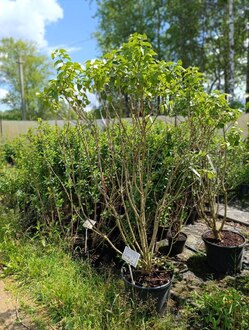 Сирень обыкновенная Бель де Нанси (Belle de Nansy)