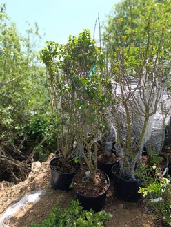 Сирень обыкновенная Бель де Нанси (Belle de Nansy)