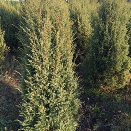 Можжевельник обыкновенный (Juniperus communis)