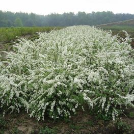 Спирея серая Спирея цинереа (Spiraea cinerea)