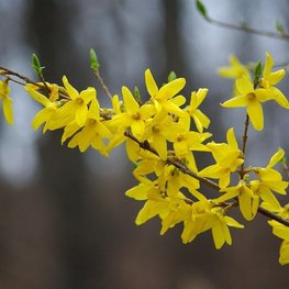Форзиция европейская Форзиция европеа (Forsythia europaea)