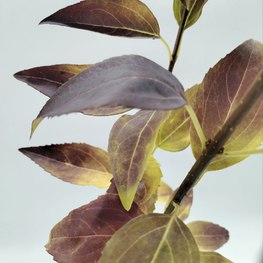 Форзиция европейская Форзиция европеа (Forsythia europaea)