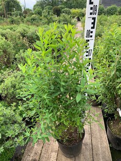 Спирея иволистная Рубра (Rubra)