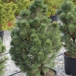 Сосна горная Колумбо (Columbo)
