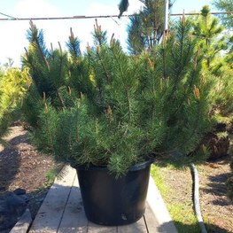Сосна горная Колумбо (Columbo)