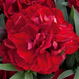 Гвоздика гибридная Супер Трупер (SUPER TROUPER)