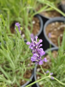 Лаванда узколистная Хидкот (Hidcote)