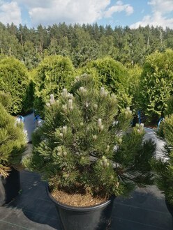 Сосна белокорая Компакт Джем (Compact Gem)